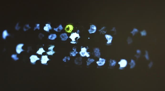 synthetic diamond phosphorescence - SynthDetect - diamond testing tools